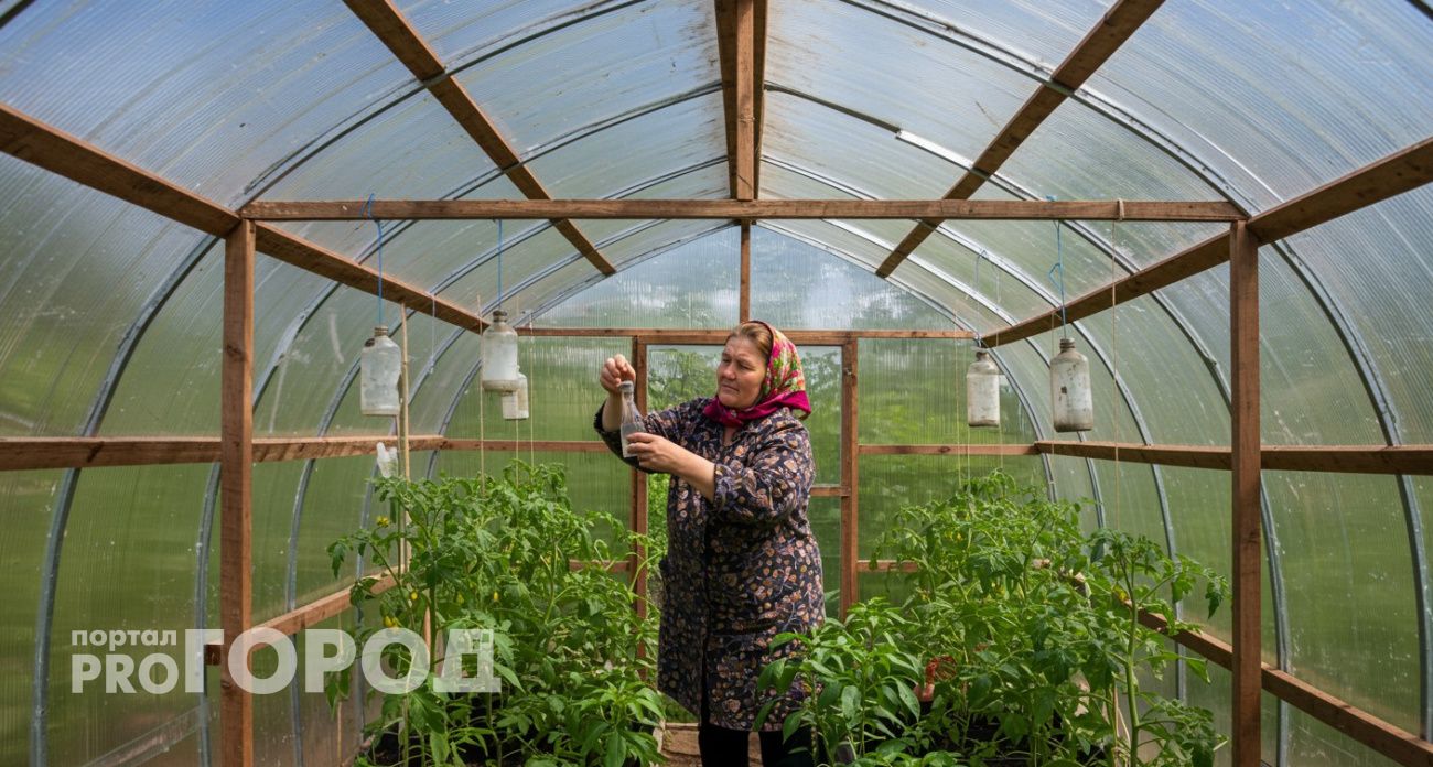 Насекомые и болезни больше не страшны: развешиваю в теплице пузырьки с йодом – хватит на все лето
