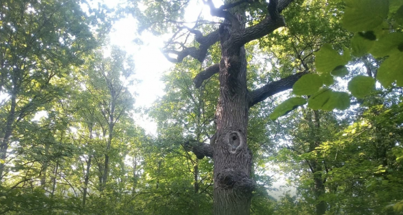 Марийский дуб борется за звание главного дерева России