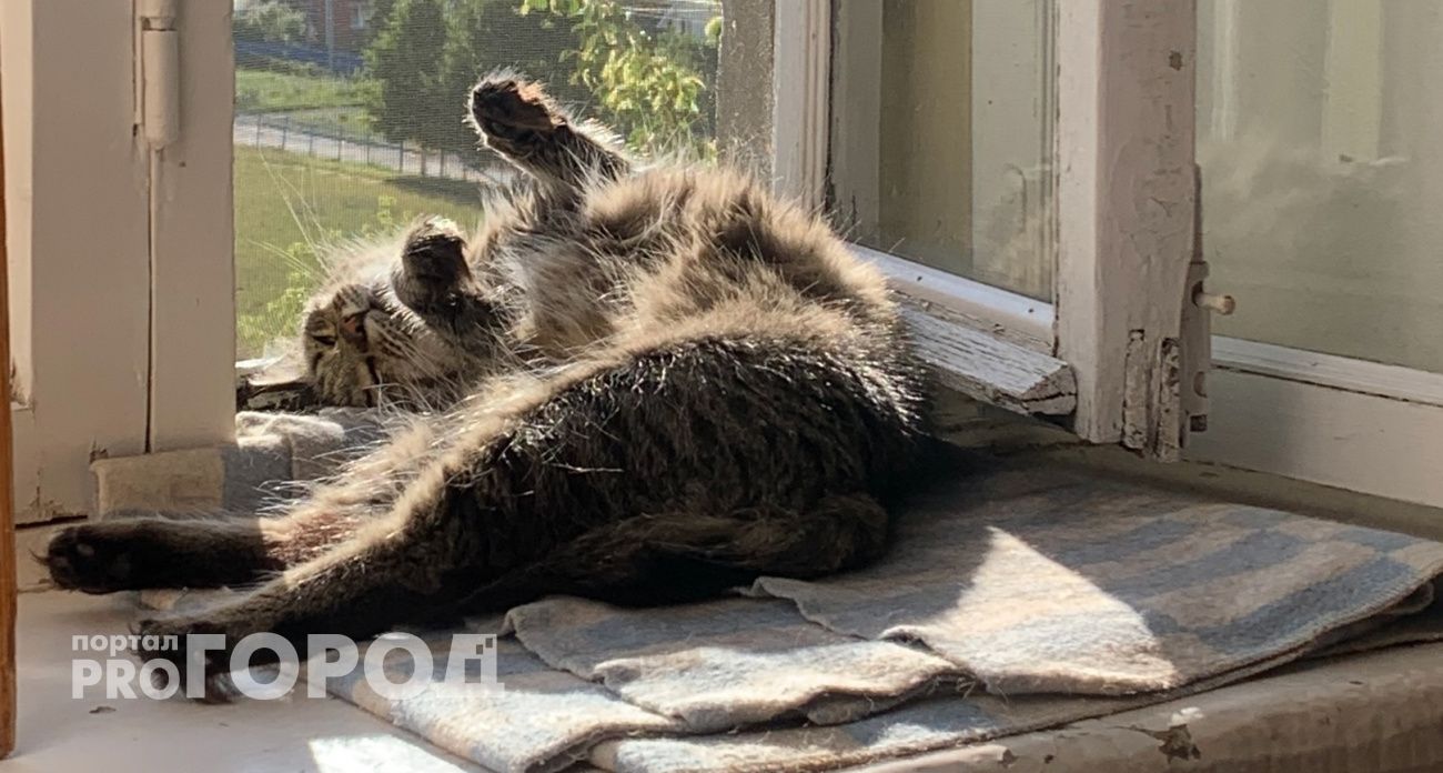 Больше не будет вонять на весь дом: копеечное средство для лотка, которое спасет ваш дом от запаха кошачьей мочи