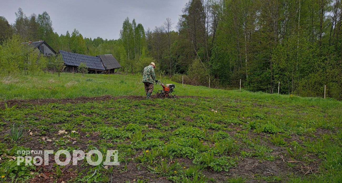 Картошка вырастет вкусная и крупная, как тыква: простой секретный способ, о котором молчат садоводы