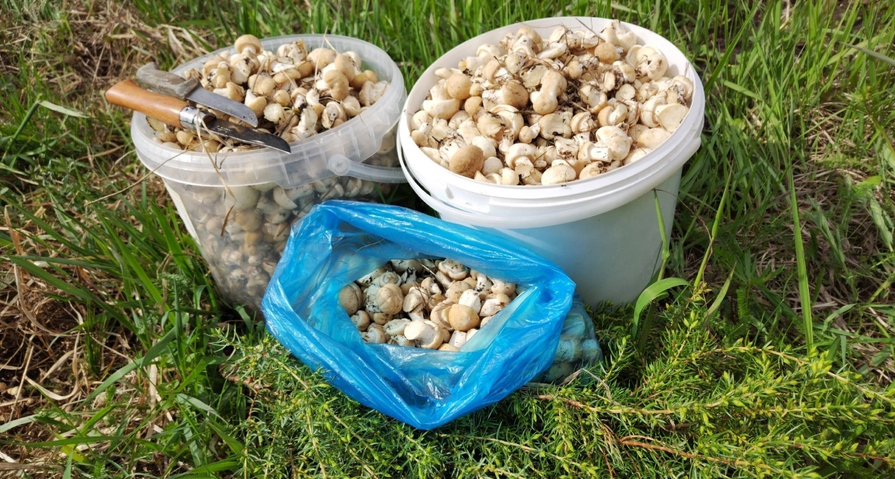 Грибной сезон в Марий Эл и атака беспилотников на соседний регион: главные новости Йошкар-Олы за 26.05.2025