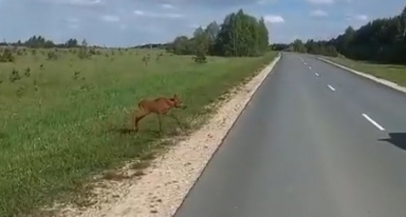 Сбежавшего от мамы лосенка спасли на трассе в Моркинском районе