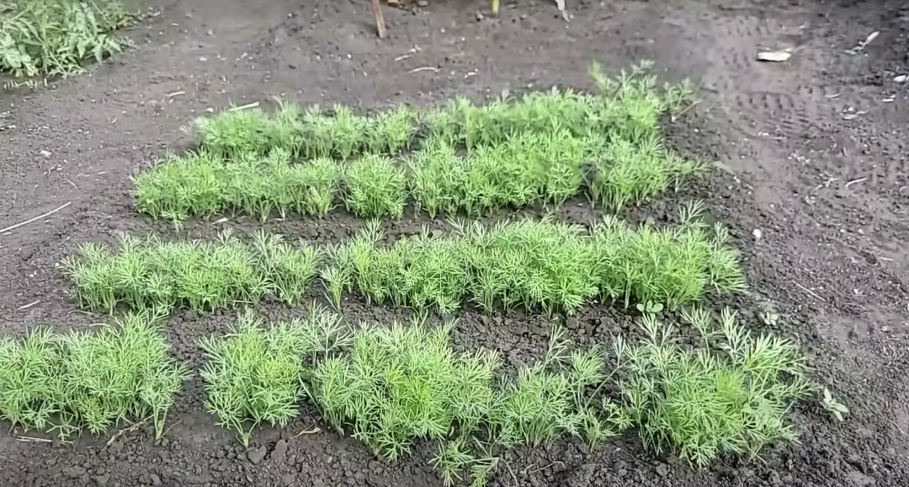 Укроп всходит щеткой, как сорное растение: это средство из аптечки ускоряет рост и силу в 2 раза
