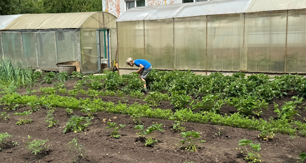 Когда нужно поливать огород – утром или вечером?