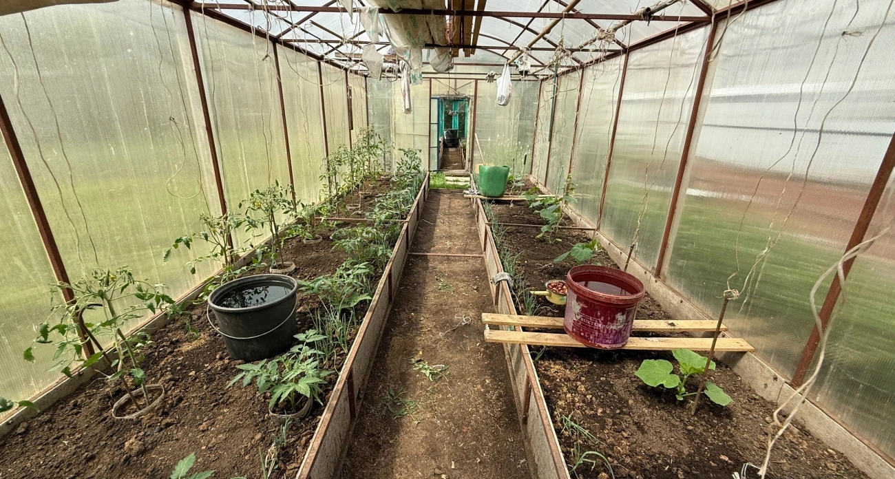 Томаты буйно цветут с этой подкормки: всего ложка на ведро воды - кусты покроются бутонами за считанные дни