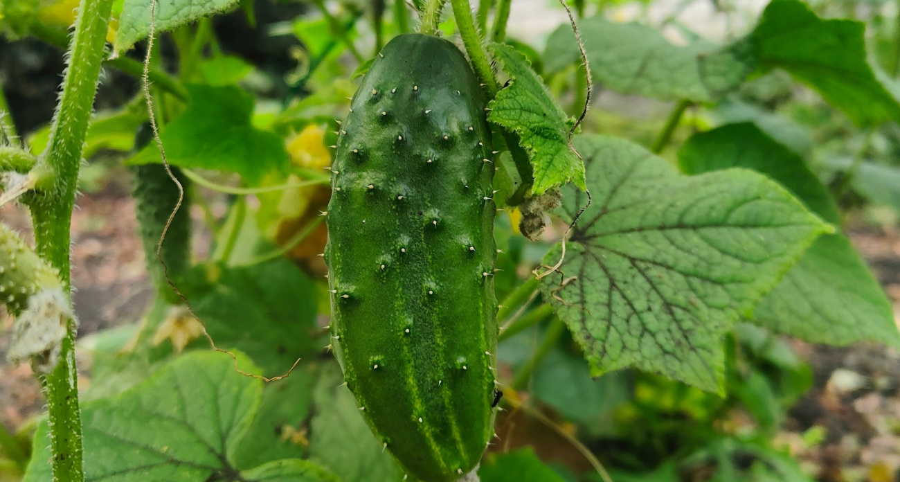 Чайная ложка приправы на ведро, и огурцы будут заваливать плодами все лето