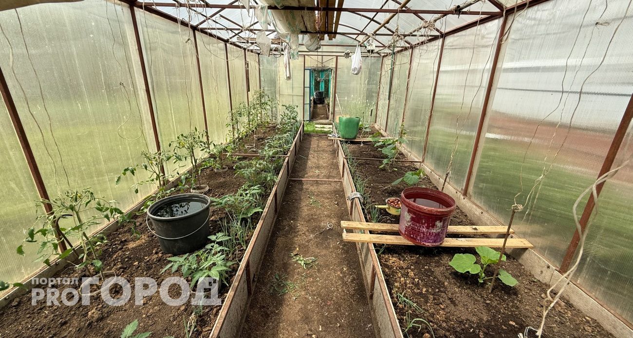 Огурцы будут мощные и сочные: достаточно щепотки на ведро воды