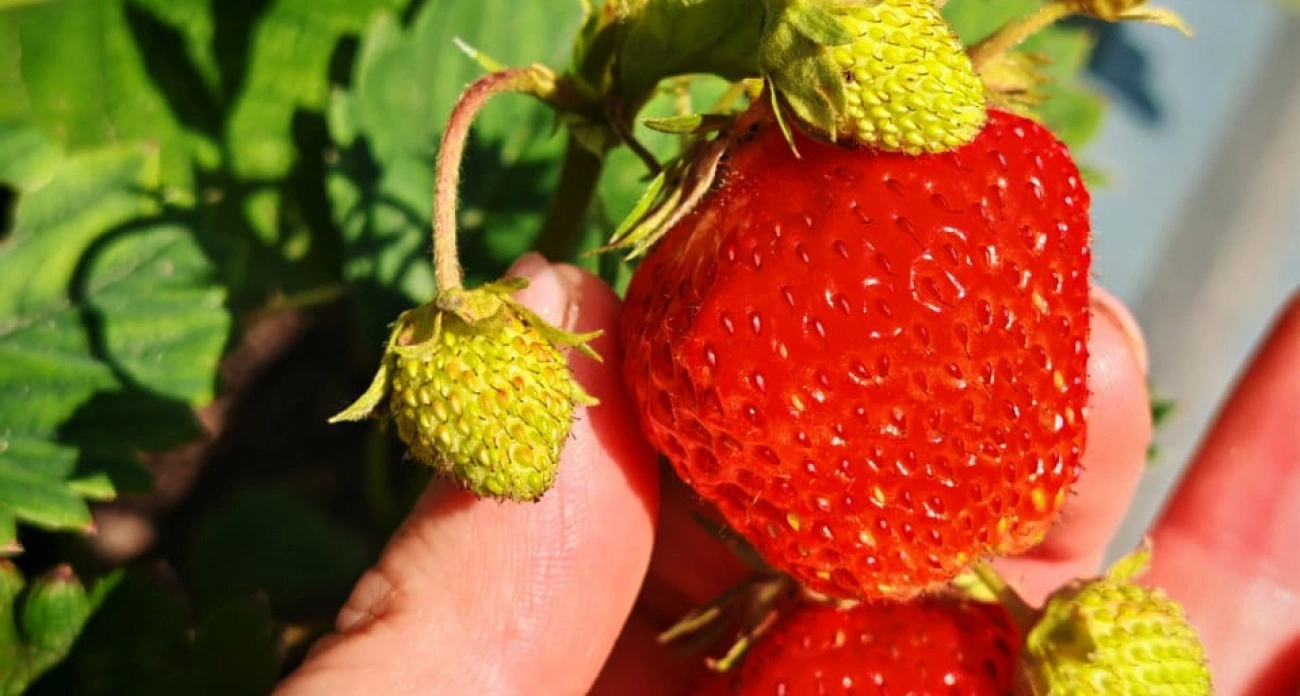 Для превосходной клубники — внесите 2 г на 10 л до конца июня: сладкие и крупные ягоды посыпятся, как из рога изобилия