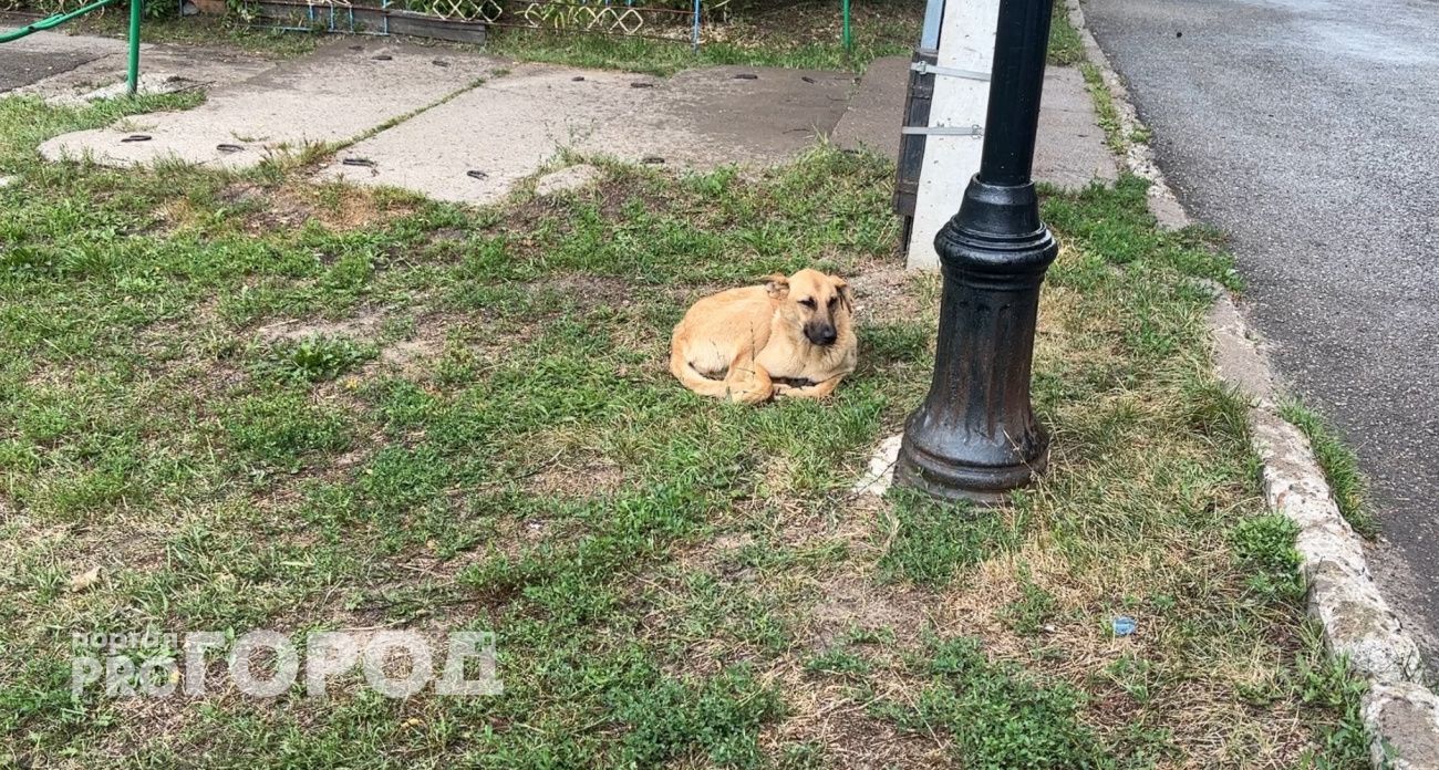 Рассвирепевшая собака накинулась на 17-летнюю девушку в Звениговском районе