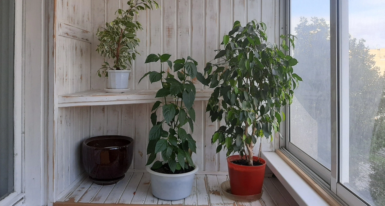 Срочно уберите этот комнатный цветок из дома: притягивает неудачи и проблемы вопреки приметам