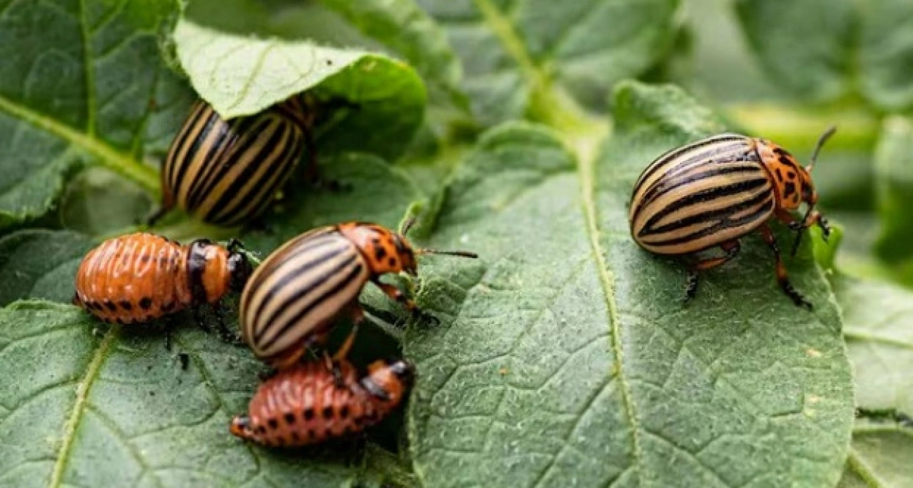 Колорадский жук исчезает мгновенно: эффективное средство против вредителей и их личинок без всякой химии