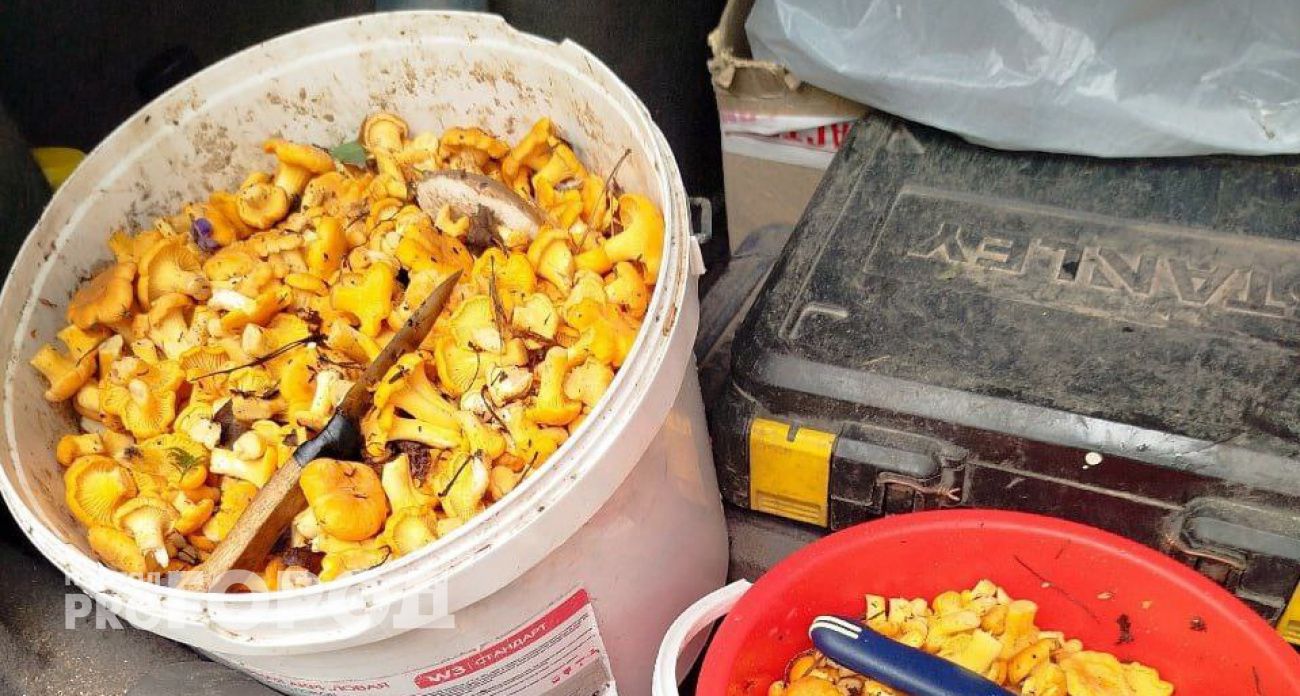 За полчаса набирается 2 килограмма: лисички поспели в лесах Марий Эл