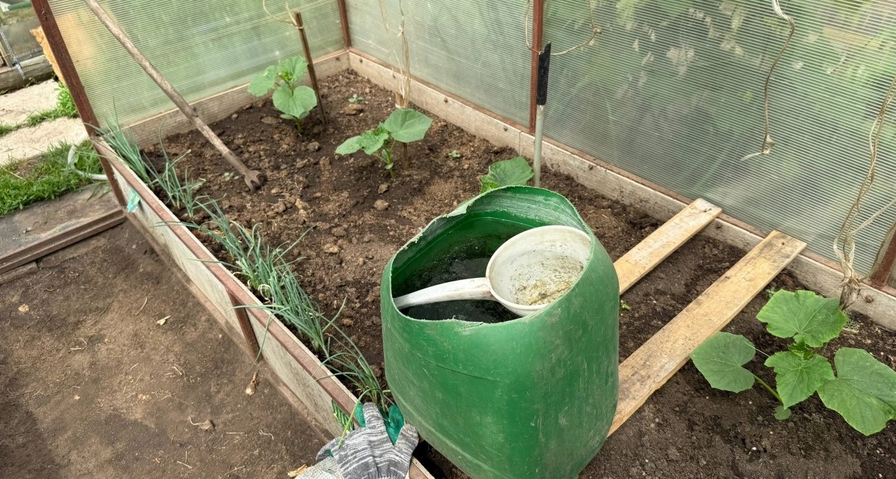 Почему огурцы становятся горькими: три главные ошибки, которые допускают даже опытные дачники