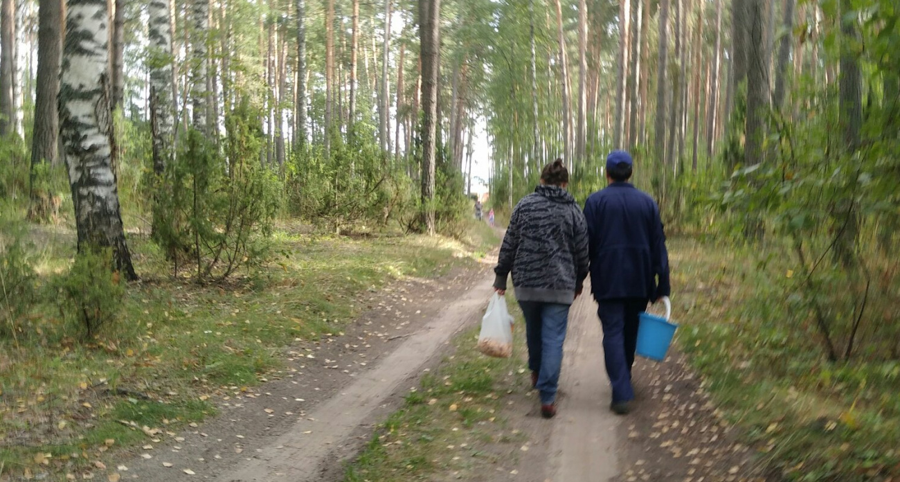 Россияне массово охотятся за мясным грибом – полон белка и витамина С