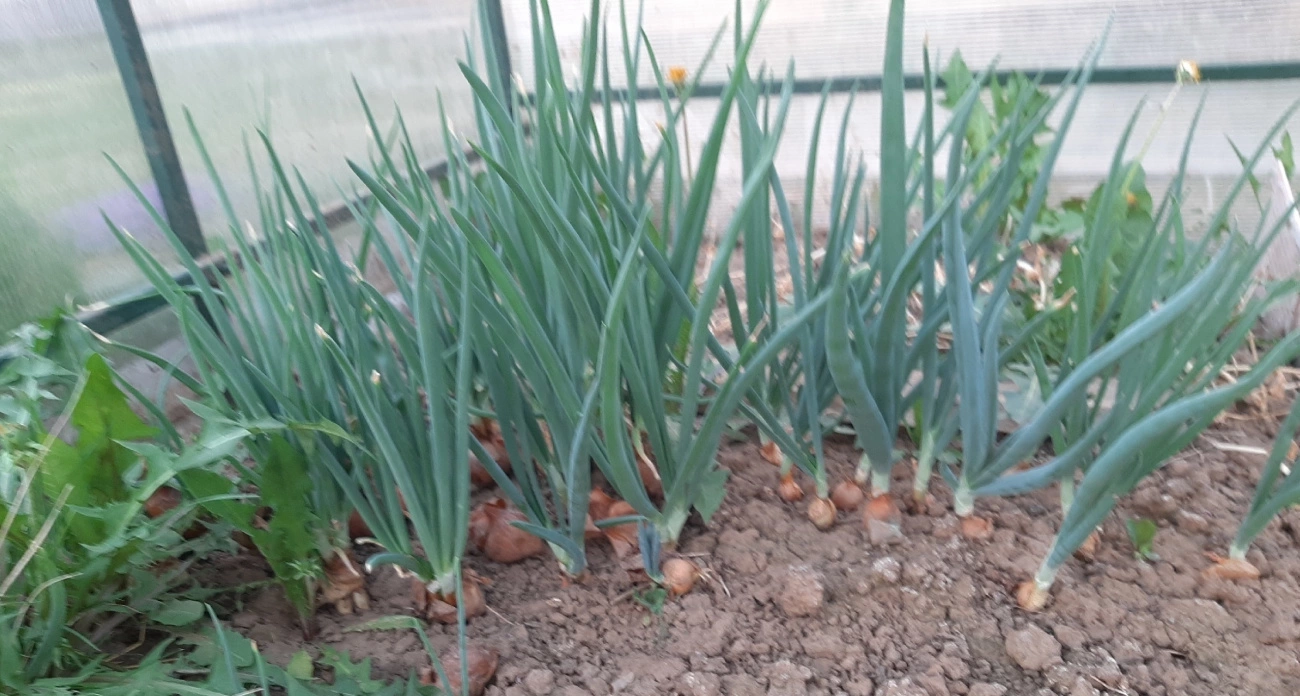 Луковицы выросли с кулак: как подкормить лук в июле, чтобы получить рекордный урожай