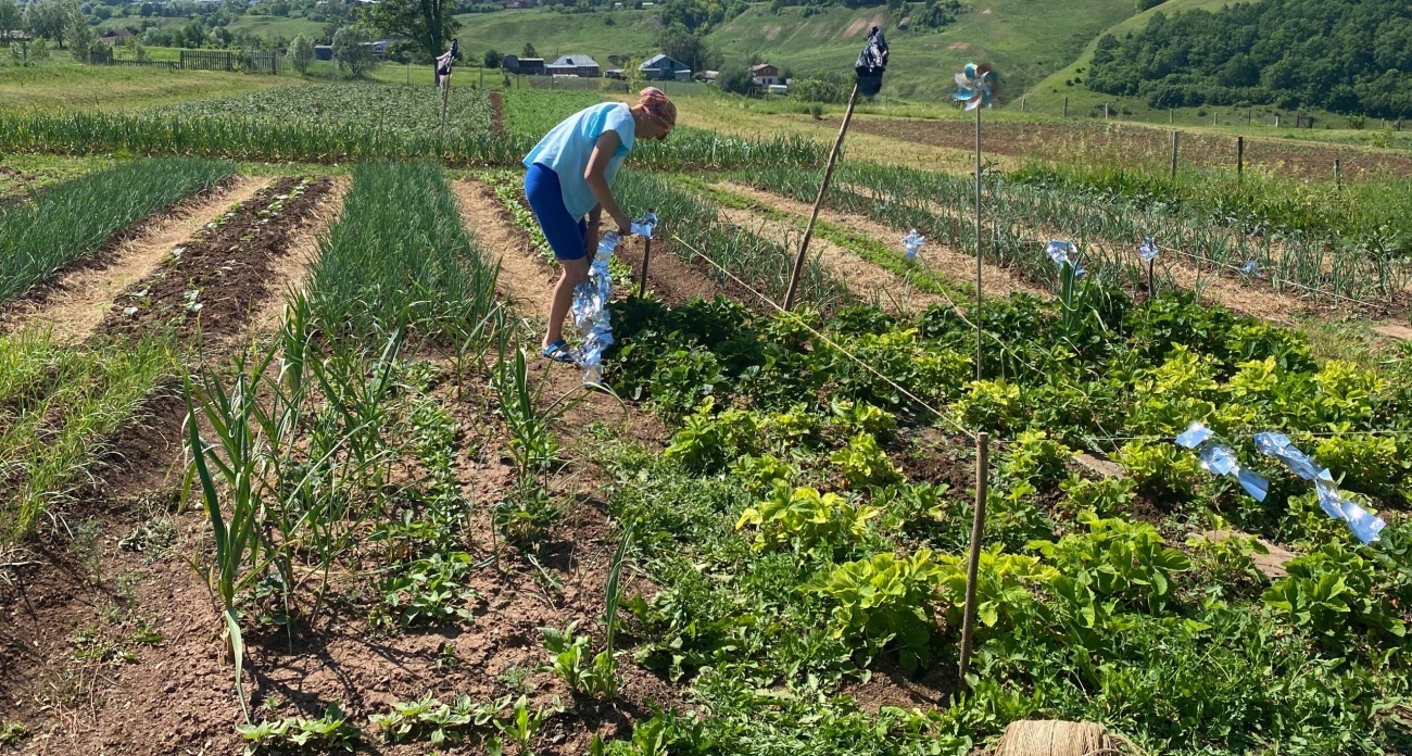 Поливаю этим средством садовые дорожки: уничтожает все сорняки за 1 день