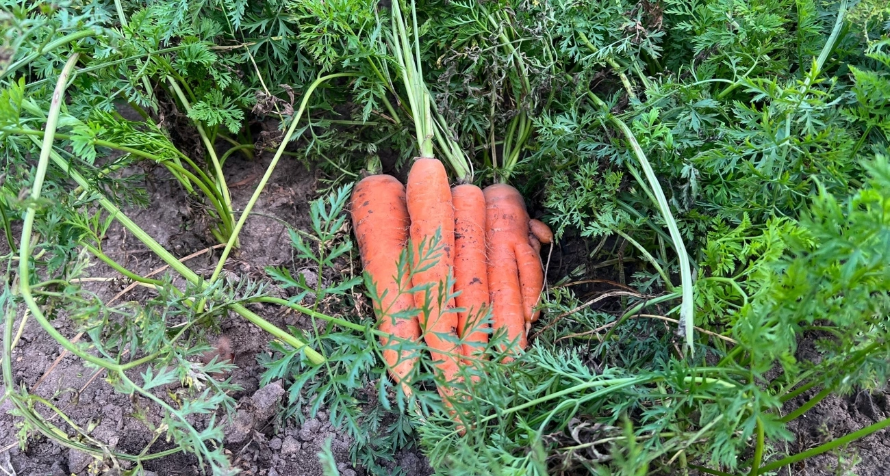 Морковь не уродится без них: две ключевые подкормки в июле, чтобы морковь выросла сладкой и ровной