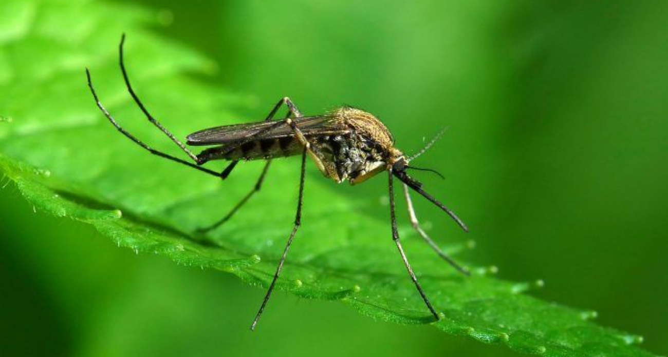 Комары-мутанты заполонили Крым: туристы поголовно подхватывают паразитов