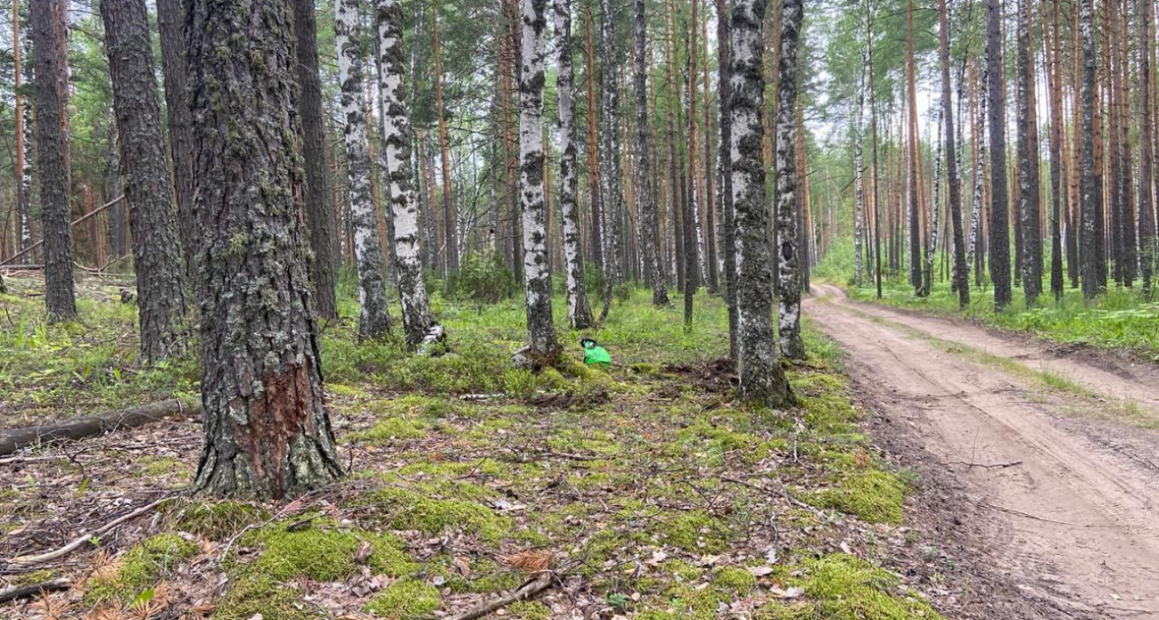 В Звениговском районе мотоциклист наехал на дерево и попал в больницу