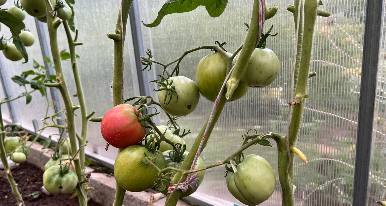 Простой трюк, который спасет ваши помидоры от фитофторы - займет 1 час