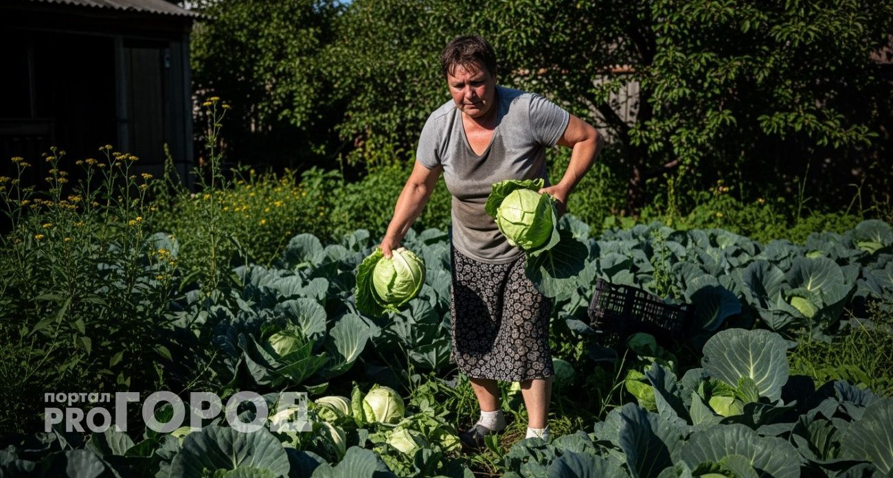 Ранняя капуста треснет до 15 июля: опытные садоводы уже торопятся собирать