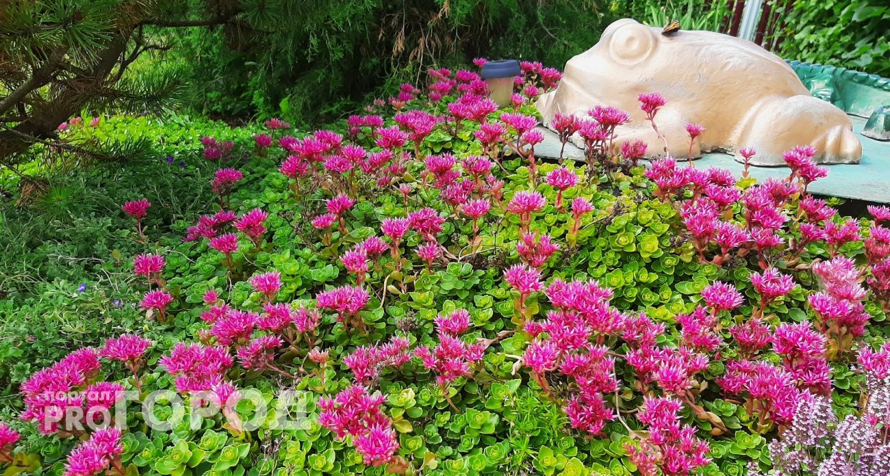 Вытеснят сорняки без химии и навсегда: эти 9 растений спасут сад и превратят его в райские кущи