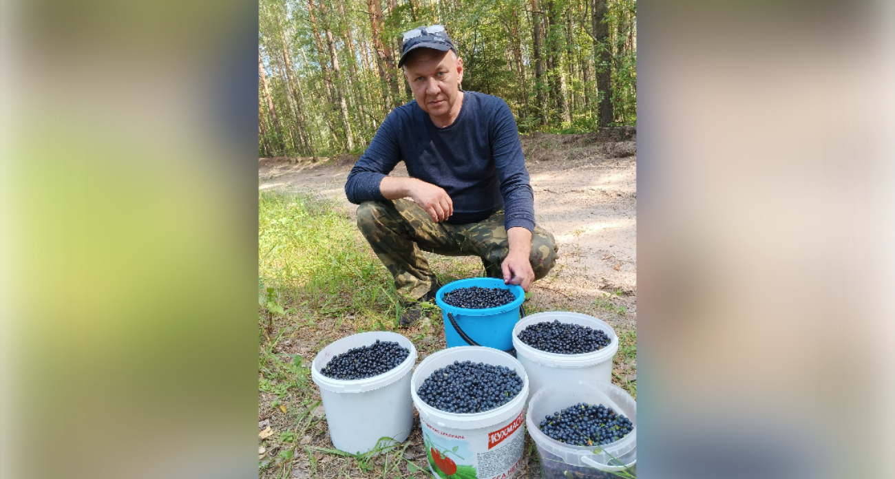 Полные ведра целебной для зрения ягоды набирают в марийских лесах местные жители