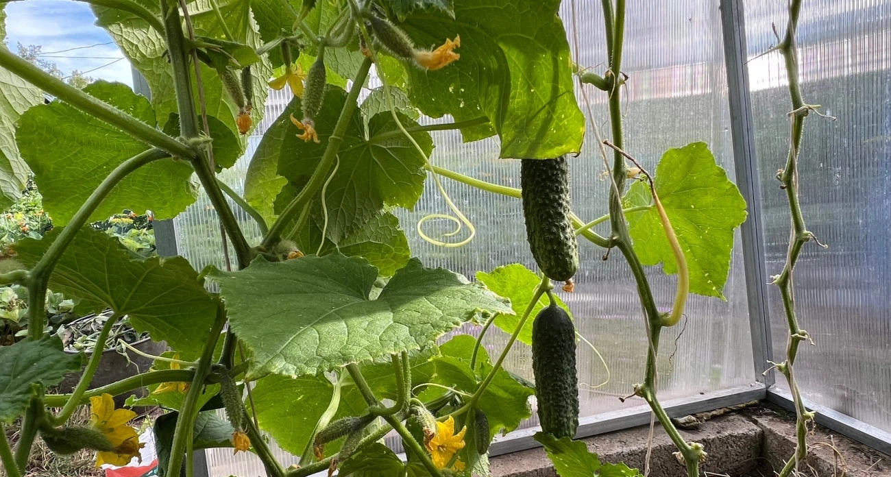 Два удобрения - секрет обильного урожая: эффективная схема подкормки огурцов в июле - рекомендации агронома
