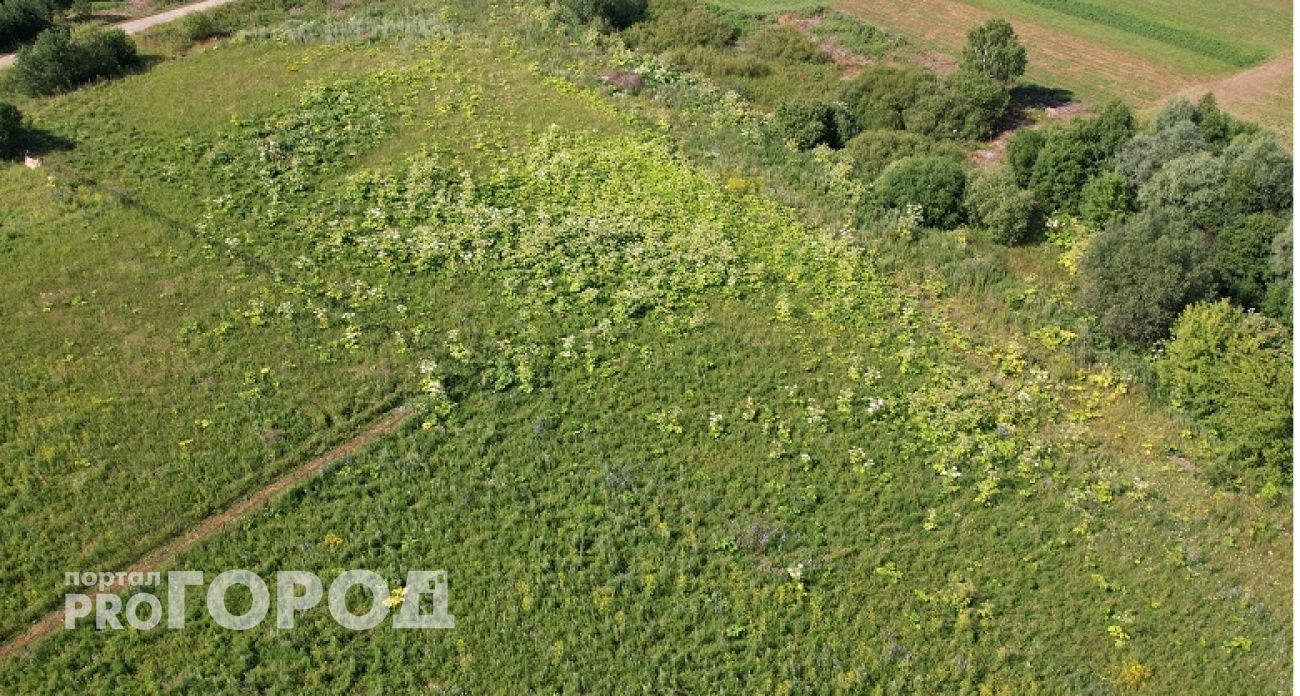 Целое поле ядовитого растения вырастил фермер, забросив участок в Параньгинском районе