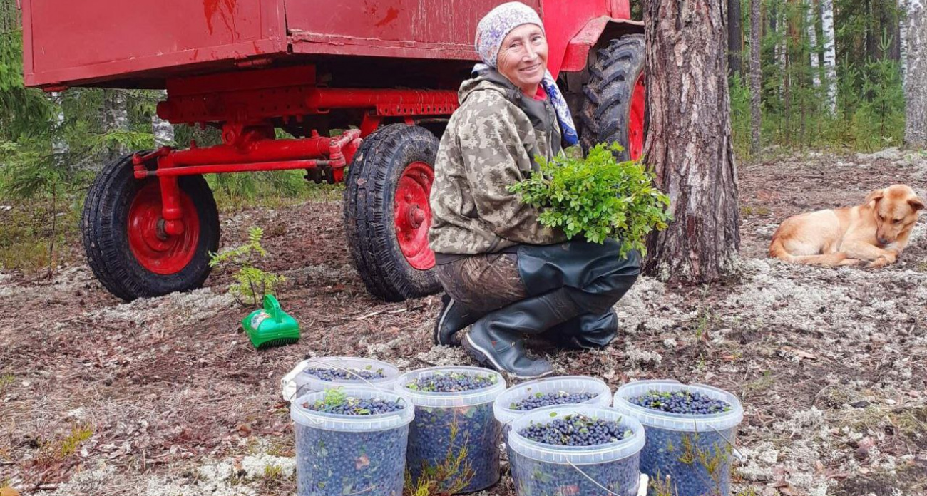 Жительница Килемарского района тоннами собирает целебную лесную ягоду: “За два месяца заработала 600 тысяч”