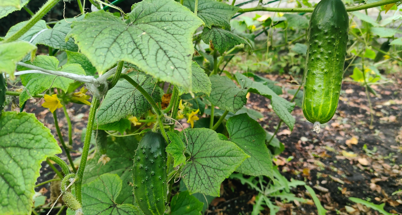 Огурцы будут плодоносить до самой осени: об этом способе не знали даже агрономы