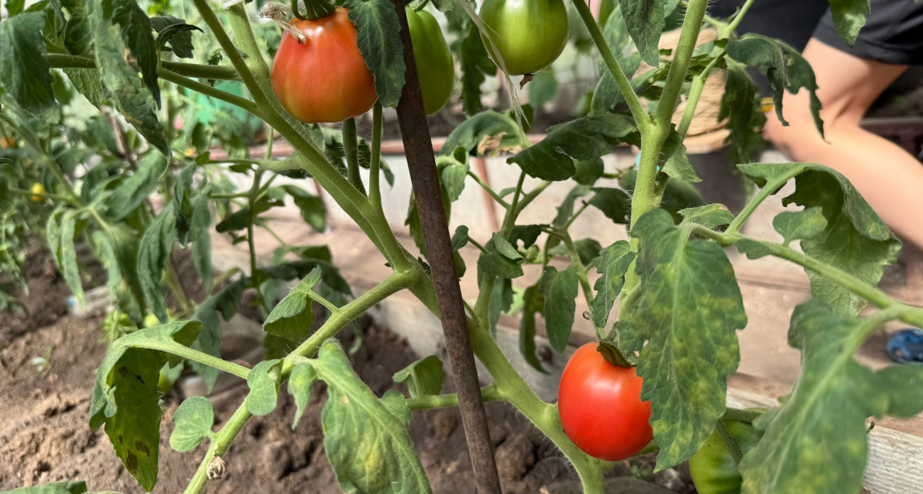 Томаты умрут без этих удобрений в конце июля: что нужно обязательно сделать
