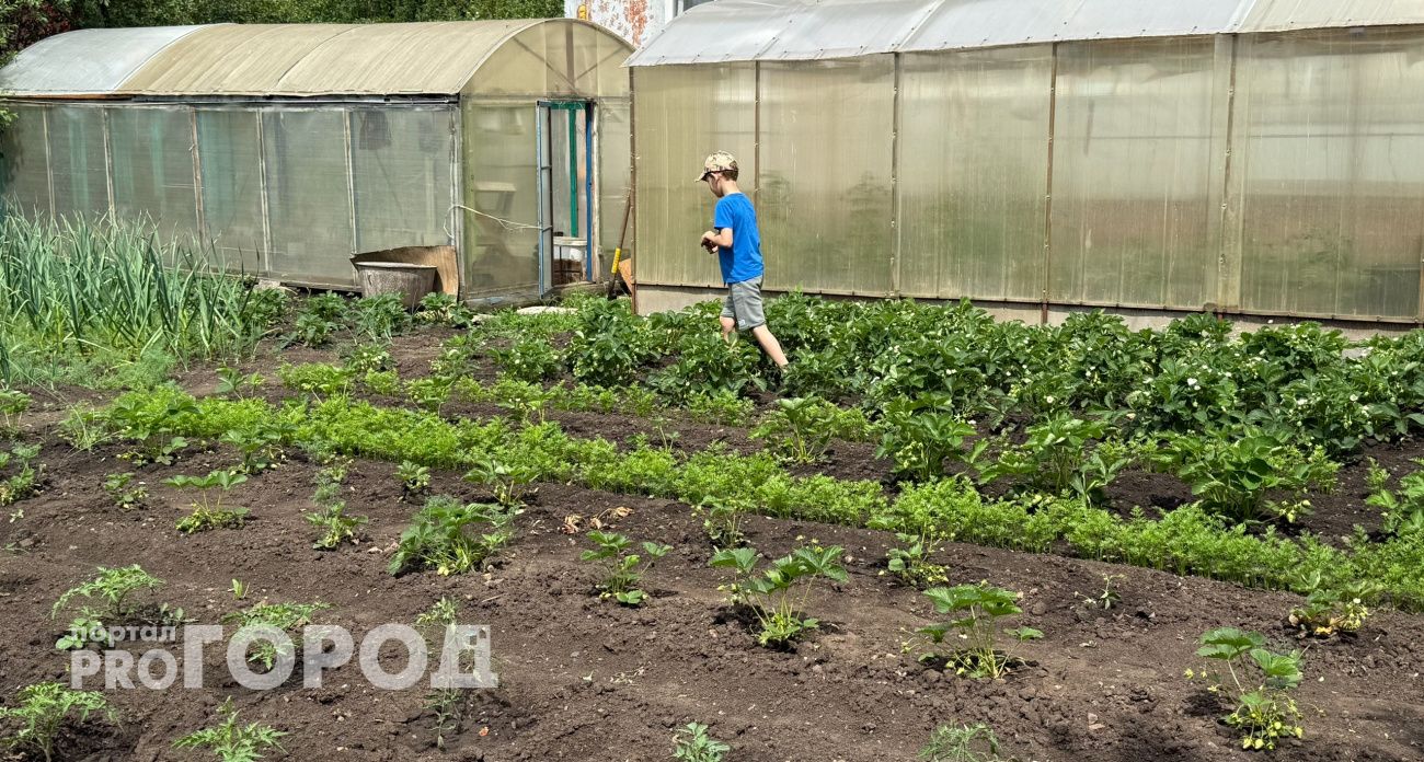 Назван самое полезное растение на огороде: это не ягода и не овощ