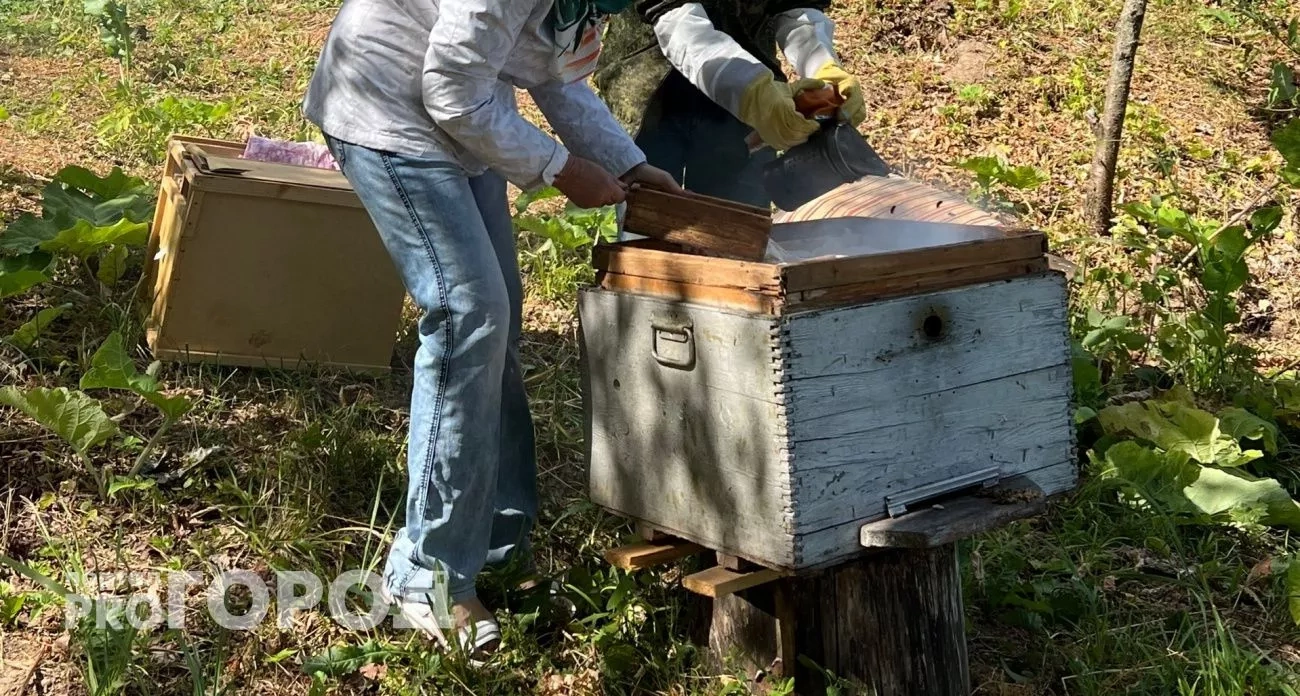 Заражённые пчёлы и интернет-сбои в Йошкар-Оле: главные новости за 30 июля