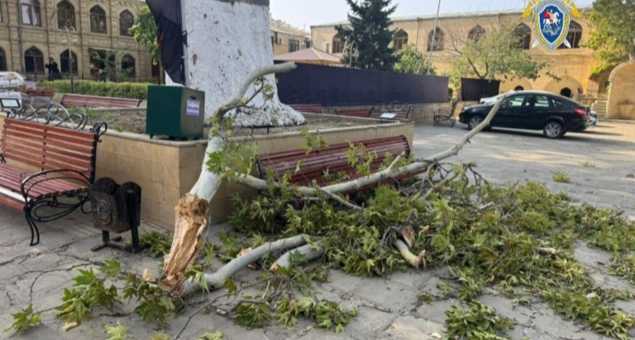 Туристка из Йошкар-Олы погибла в Дербенте: на нее упало дерево