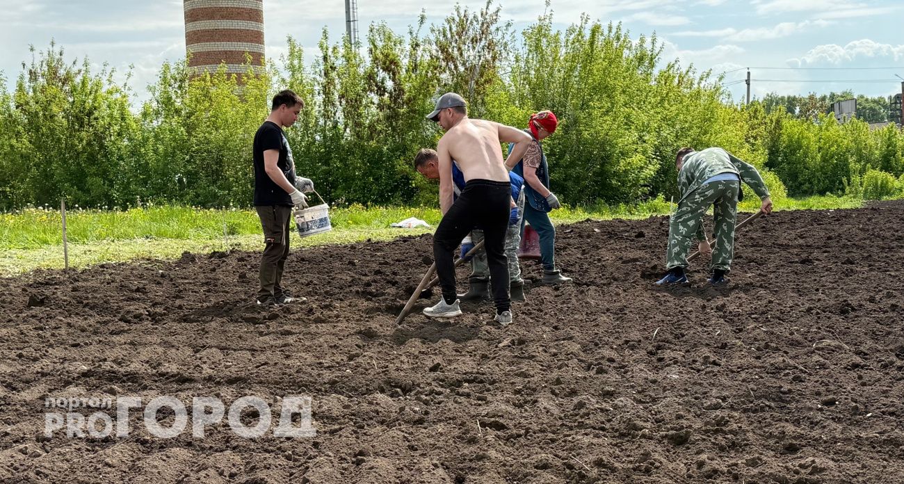 Когда копать картошку, чтобы не остаться без запасов на зиму: опытные огородники назвали точные даты