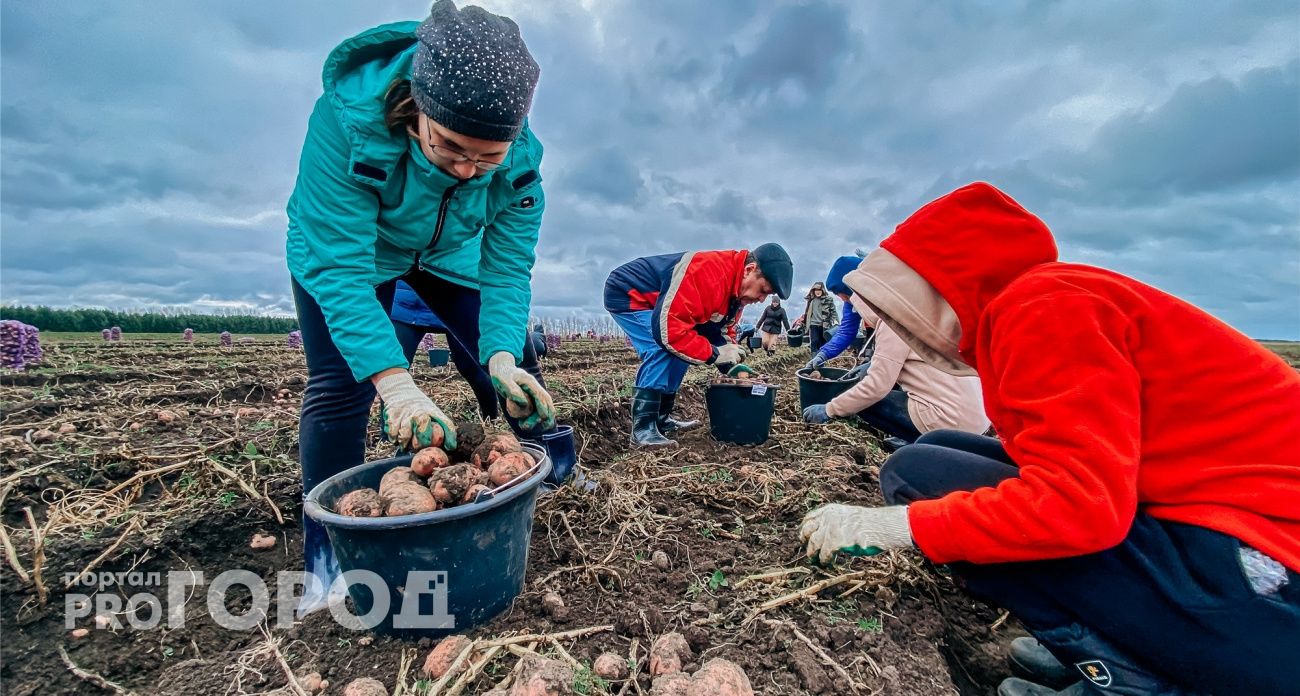 Нужно ли мыть картофель перед хранением - 7 советов опытных дачников, чтобы сохранить урожай до следующего лета