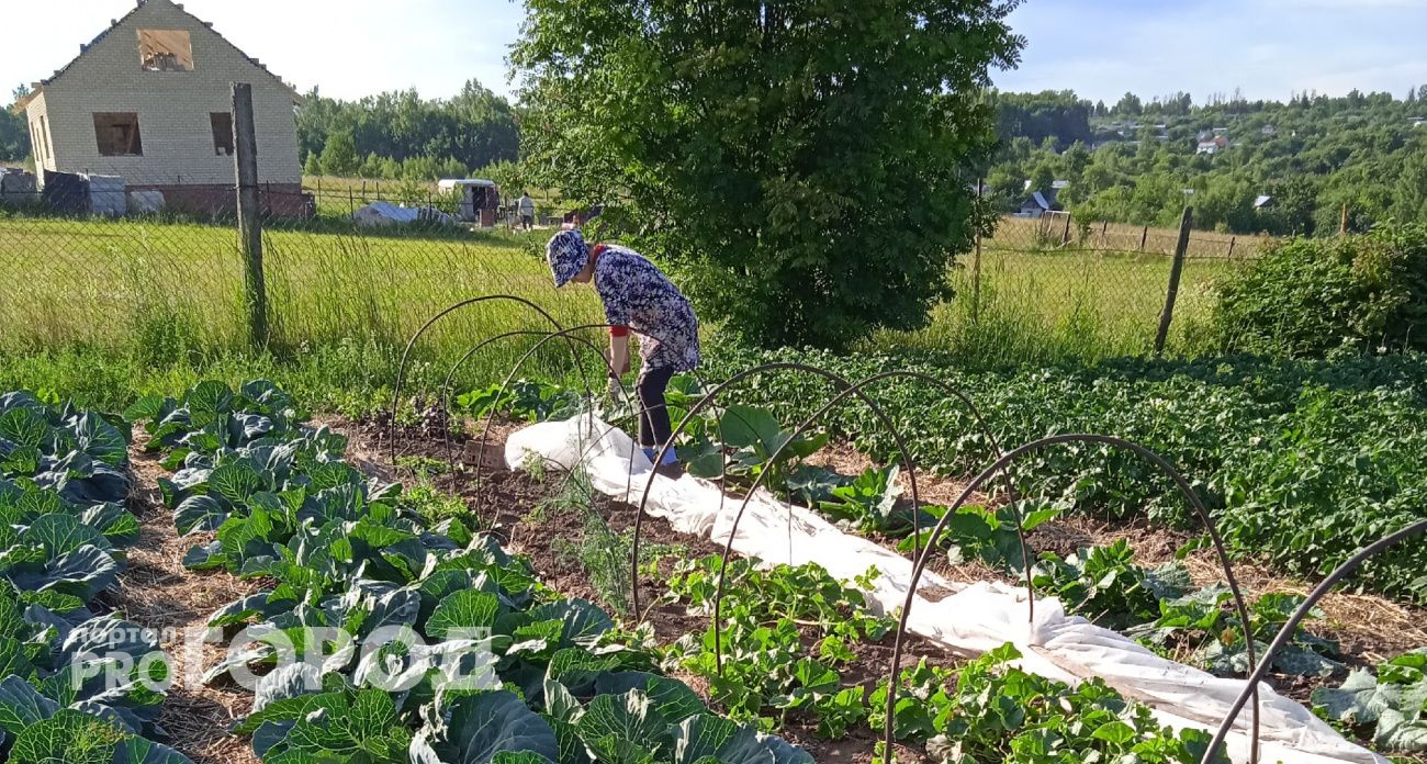 Аномальная осень сдвигает сроки урожая: в какие дни выкапывать морковь и свеклу, чтобы они хранились до весны