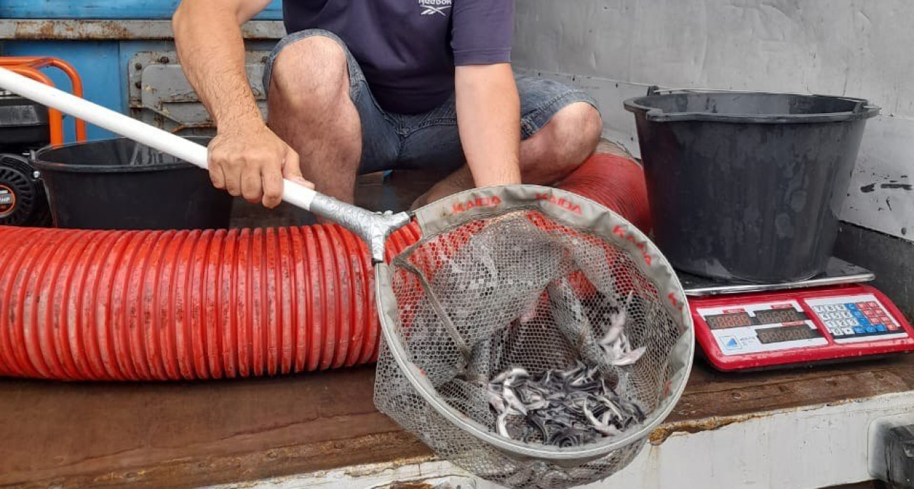 6 тысяч мальков стерляди будут расти в Волге у Козьмодемьянска