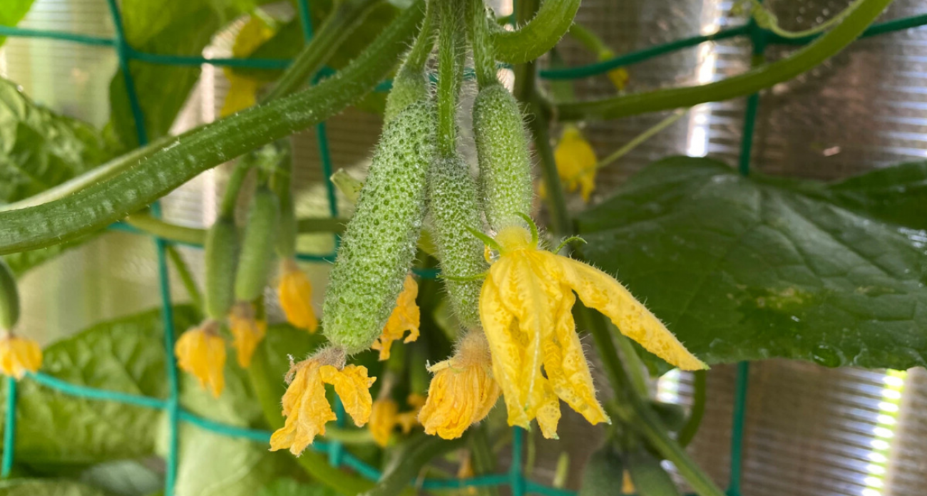 Огурцы получают вторую жизнь: делаю это в августе - и желтых завязей как не бывало