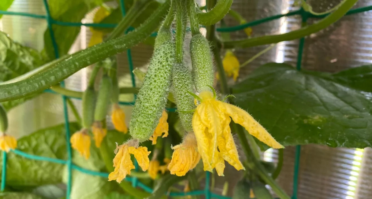 Спасаю огурцы в августе: завязи зеленеют за 3 дня благодаря проверенному лайфхаку