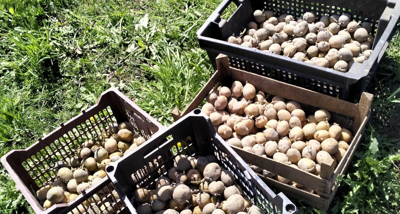 Хватит одной пачки: обработайте картошку после выкапывания – протянет до самой весны