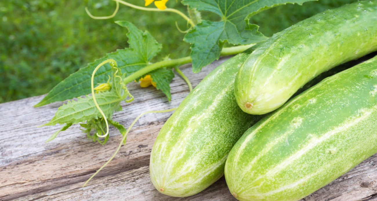 Огурцы-переростки храню как зеницу ока: простые рецепты настоящего огуречного деликатеса