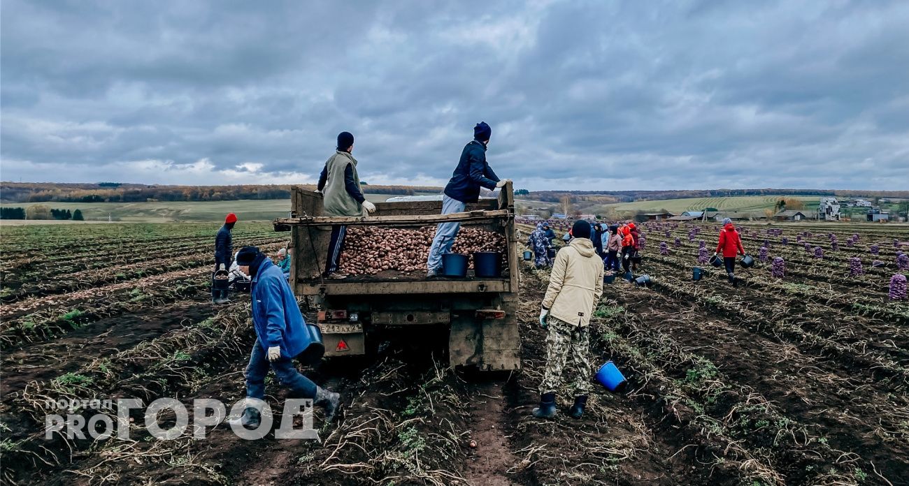 Опасного картофельного вредителя нашли в Семеновке: установили карантин
