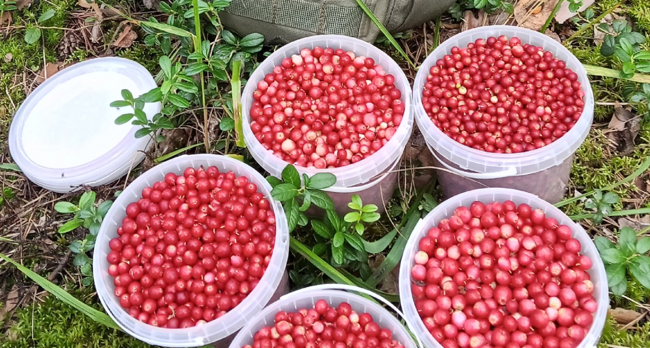 Полные ведра брусники набирают в лесах жители Марий Эл: полна витаминов и спасает от простуд