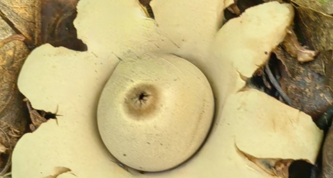 Редкий загадочный гриб нашли в марийском лесу: фото