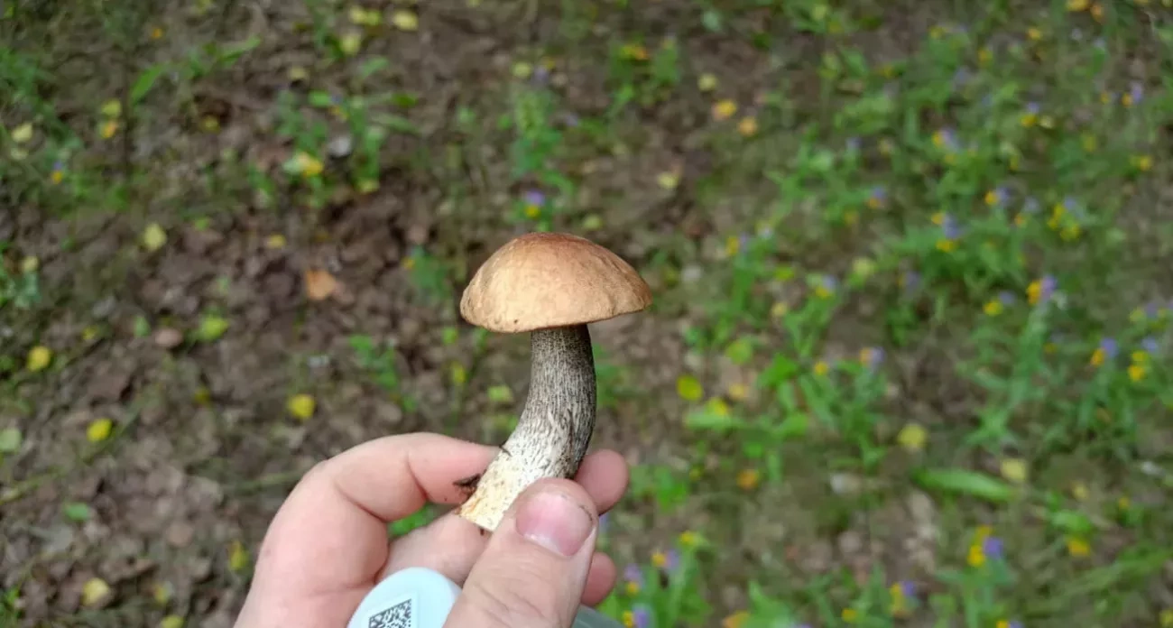 Вы всегда неправильно собирали грибы — червивые тоже нужно было брать, и вот почему