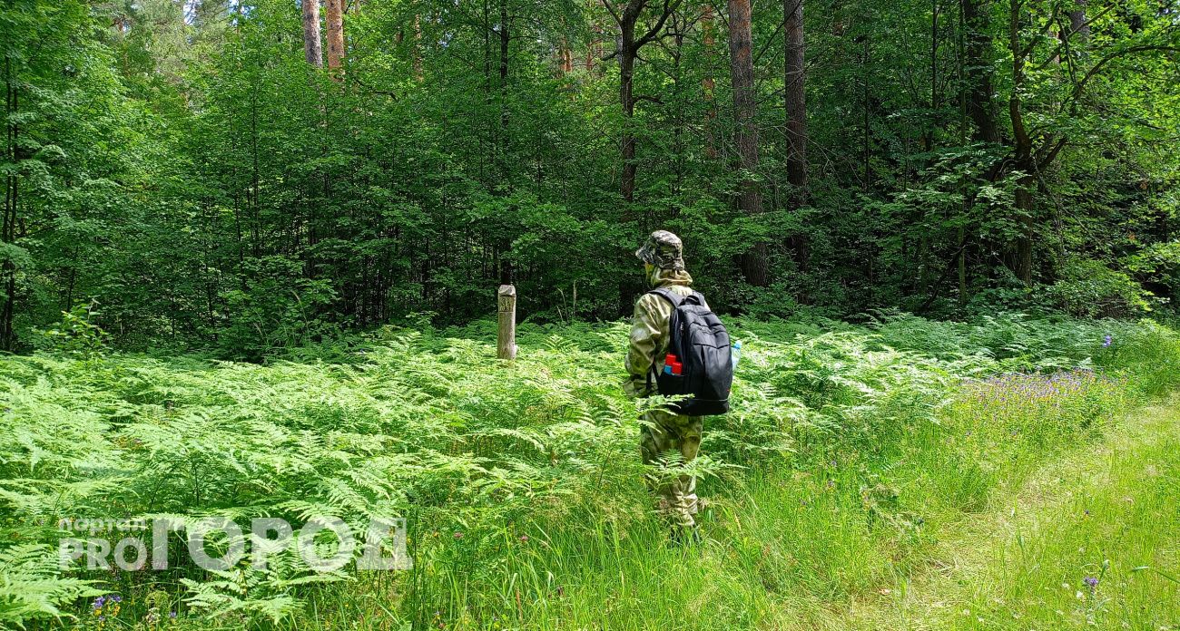 Жителям Марий Эл разрешили убить 179 медведей