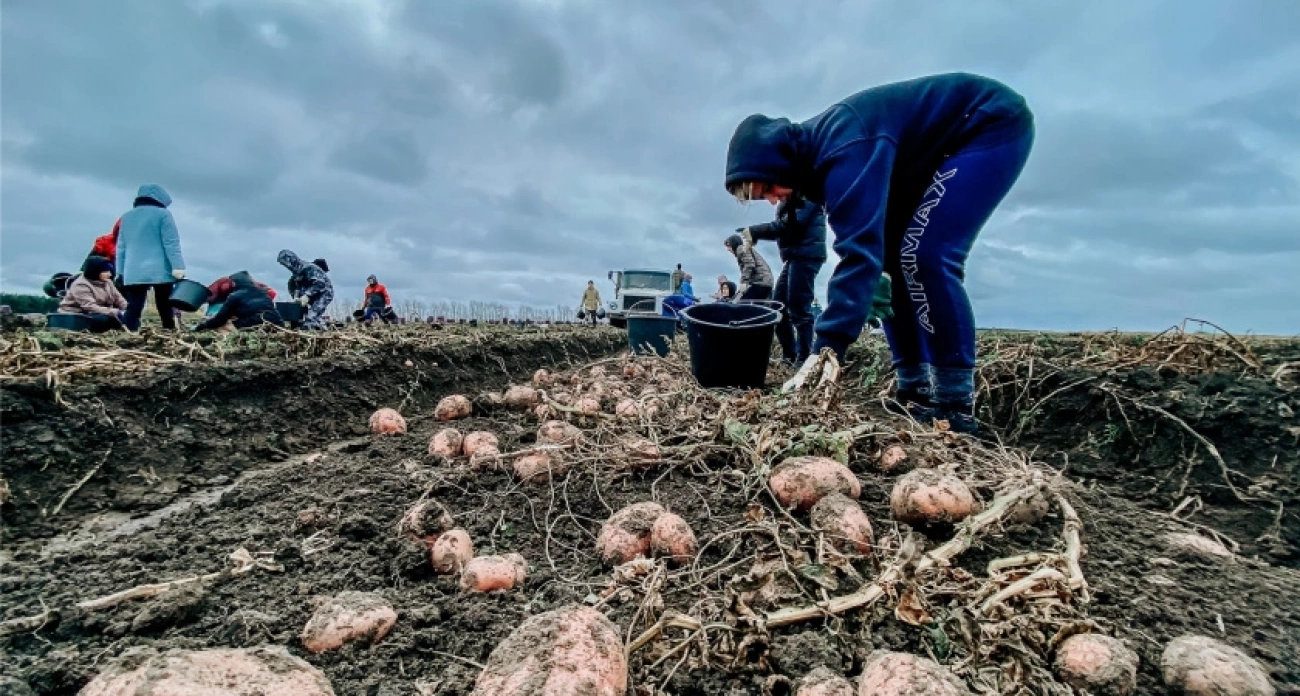 Хватит одной пачки: обработайте картошку после выкапывания - останется свежей всю зиму