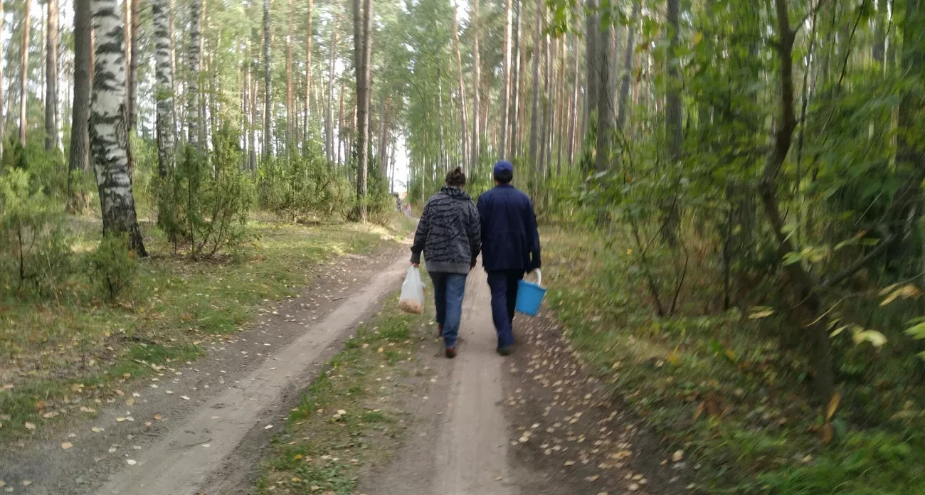 Родственник рыжика — плотный и мясистый гриб: грибники зря обходят его стороной